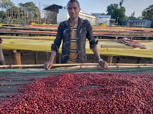 Farmer standing beside a cherry drying yard with red coffee beans spread on black drying beds.