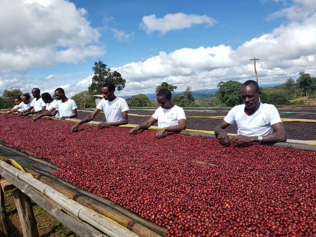 Farm workers in white shirts sort red coffee cherries on a long drying bed in Ethiopia for Biranu Dulo coffee