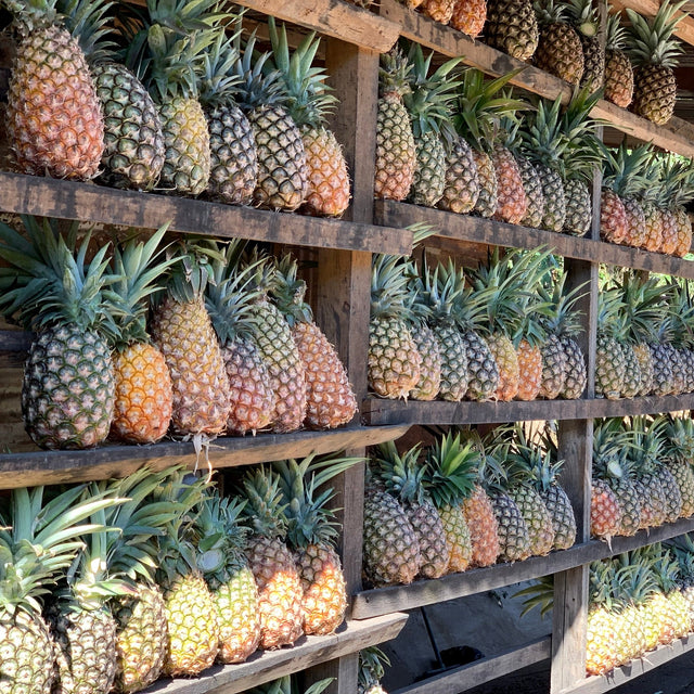 Pineapples stacked on wooden racks as part of Guatemala Santa Ana Pineapple Process