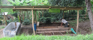 Coffee washing station at a smallholder farm with wooden troughs and a worker tending the beds amid greenery