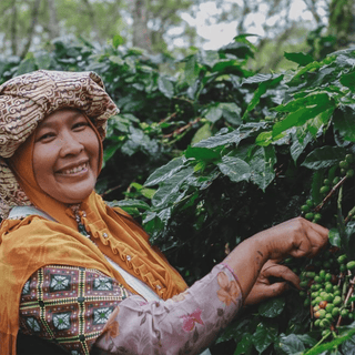 Smiling coffee farmer in traditional dress harvests ripe cherries among lush Sumatra coffee plants