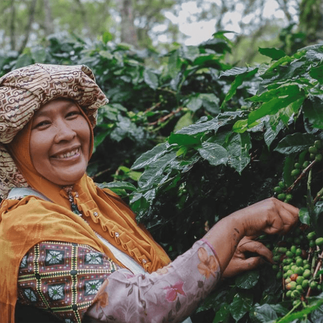 Smiling coffee farmer in traditional dress harvests ripe cherries among lush Sumatra coffee plants
