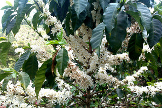 Coffee plants in a hillside plantation with white blossoms and large green leaves against a distant valley.