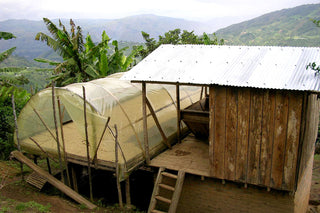 Rustic wooden shack with corrugated metal roof and a translucent plastic covered drying tunnel on a terraced hillside coffee farm.