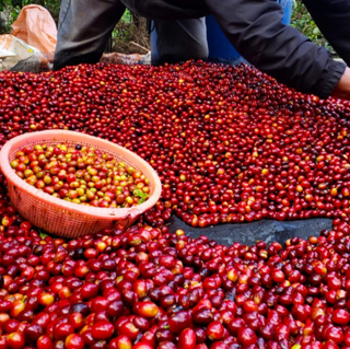 Pile of bright red coffee cherries spread on a surface with a small basket of cherries in the foreground