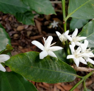 Coffee plant with green leaves and clusters of white blossoms