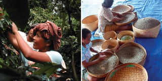 Split image of coffee harvest scene with workers in a field on the left and baskets of green beans arranged on the right