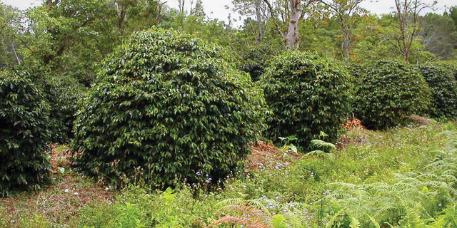 Sumatra Mutu Batak