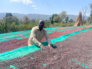 Ethiopia Haro Beddame Natural