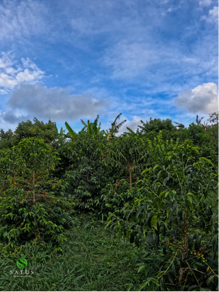 Clear blue sky over a lush coffee plantation with dense green foliage in the foreground