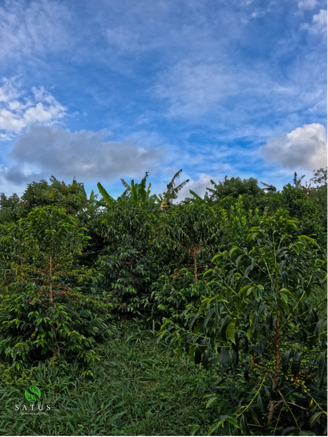Colombia Vermillion Blaze