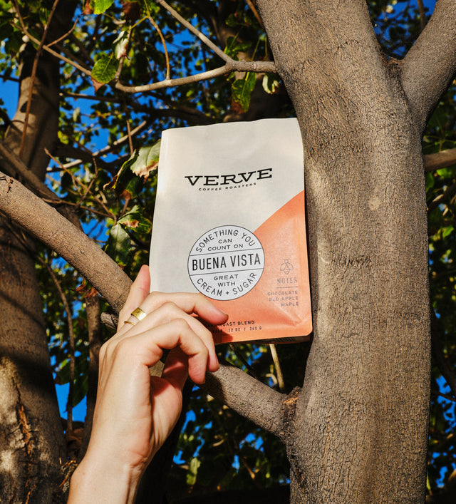 Buena Vista coffee bag held by a hand in a tree, with Verve branding and a circular Buena Vista sticker.
