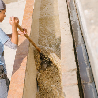 Worker stirs a large fermentation trough filled with coffee beans during processing