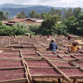 Ethiopian Yebesele Natural coffee drying yard on a hillside with workers sorting beans and distant mountains