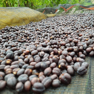 Dark red coffee cherries drying on a mesh bed in a shaded Ethiopian farm setting