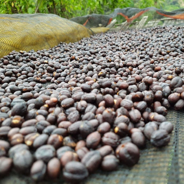 Dark red coffee cherries drying on a mesh bed in a shaded Ethiopian farm setting