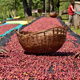 Red coffee cherries drying on a black tarpaulin with a woven basket in the foreground on an Ethiopian farm