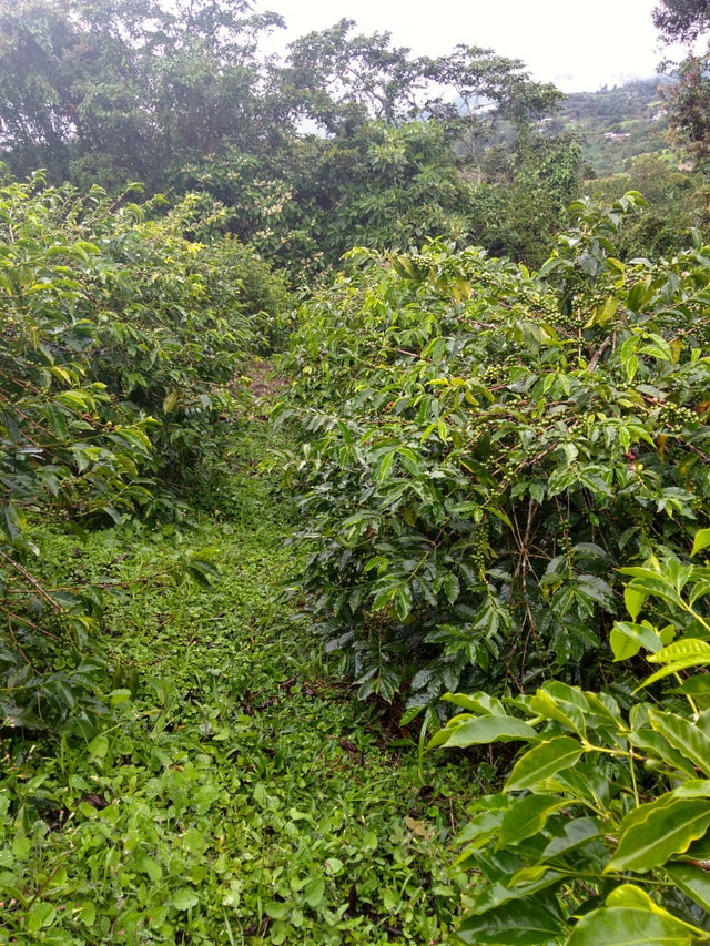 Colombia El Porvenir