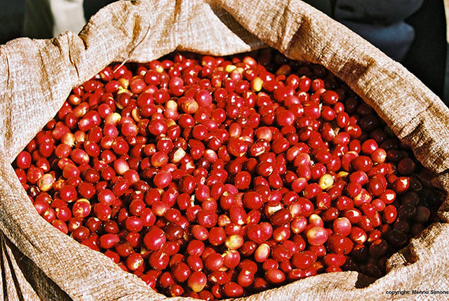 Red coffee cherries piled in a burlap sack ready for processing for Ethiopian Fresh Perspective coffee