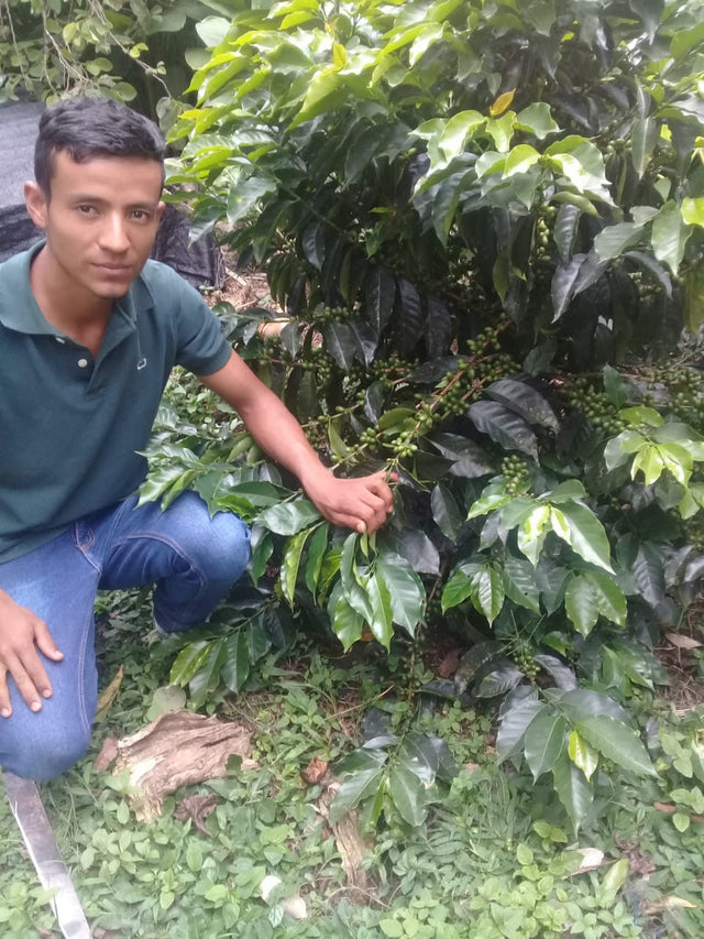 Colombia El Chaferote Pink Bourbon