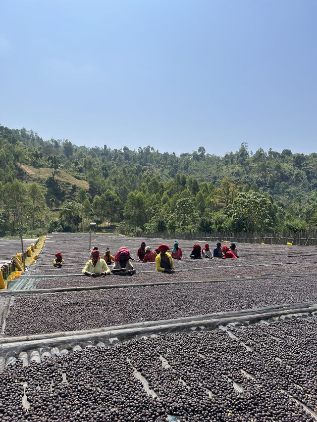 Workers spread sun dried coffee cherries on long beds at a hillside drying yard for Ethiopian Bombe Natural