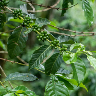 El Salvador Las Delicias