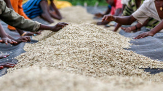 People sorting raw coffee beans on a drying mat