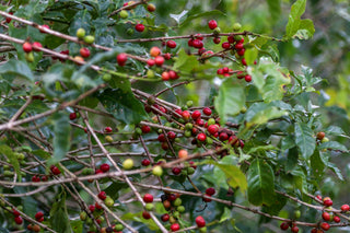 Close up of coffee branches bearing red ripe cherries and green unripe berries.