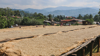 Wide view of a coffee drying yard with sun dried beans on large beds and people working as hills rise in the distance.