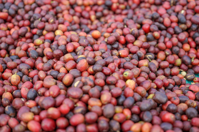 Ethiopia Wuri Yirgacheffe