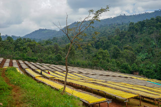 Rows of coffee drying beds on a hillside with yellow tarps and several workers, backed by a forested mountain range.