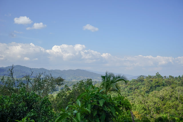 Ethiopia Wuri Yirgacheffe