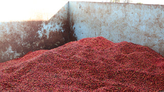Red coffee cherries piled in a weathered blue drying bin in Kirinyaga Kenya