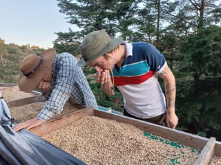 Two Greater Goods team members lean over a wooden tray of drying coffee beans outdoors with trees in the background
