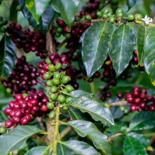Close up of coffee cherries on a branch with green leaves showing red ripe berries