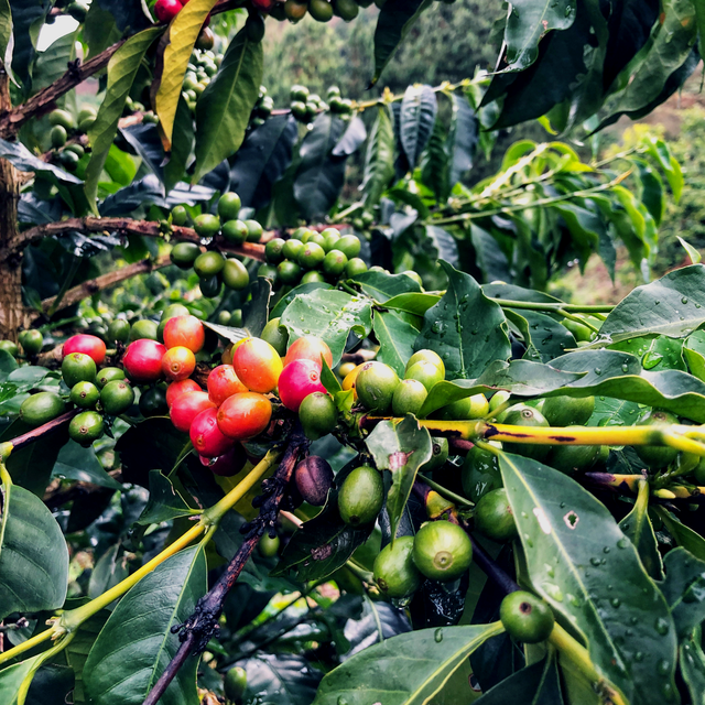 Green and red coffee cherries on a branch among glossy coffee leaves