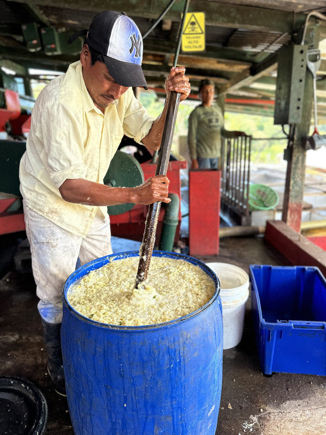 Guatemala Santa Ana Pineapple Process