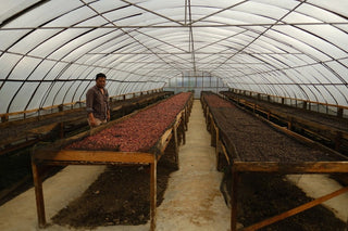 Inside a greenhouse with long drying beds filled with red and brown coffee cherries and a worker inspecting the setup.
