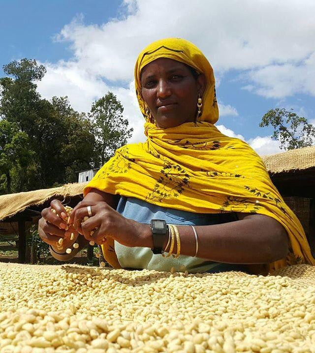 Woman in a bright yellow headscarf sorting coffee cherries at a Bishan Dimo washing station in Ethiopia