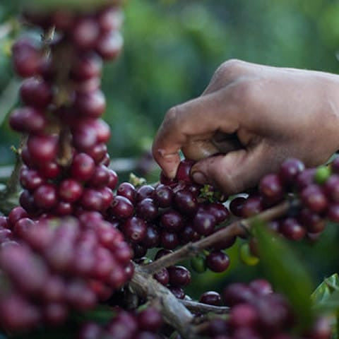 El Salvador Los Planes Pacamara