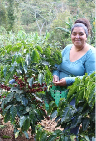 Gea Women's Coffee