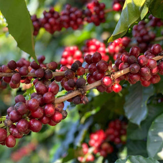 Ripe red coffee cherries on a branch with green leaves