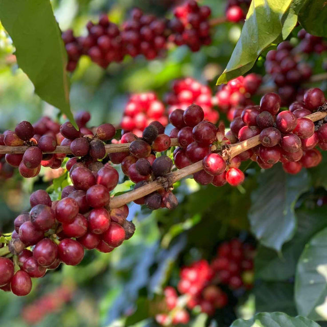 Ripe red coffee cherries on a branch with green leaves
