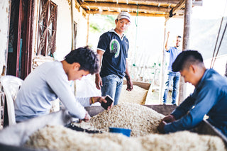 Colombian San Sebastián Reserva coffee processing scene with workers sorting beans on sun drying beds